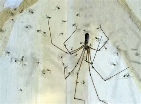 家裡小蜘蛛很多